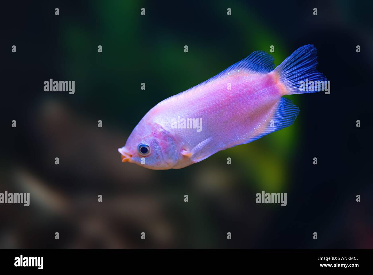 Bacio Gourami (Helostoma temminckii) - pesce d'acqua dolce Foto Stock