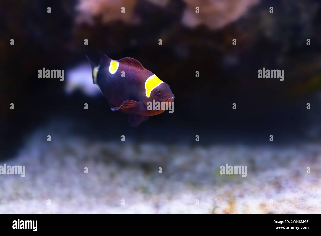 Maroon Clownfish (Premnas biaculeatus) o Spine-Cheeeeked Anemonefish - pesce marino Foto Stock