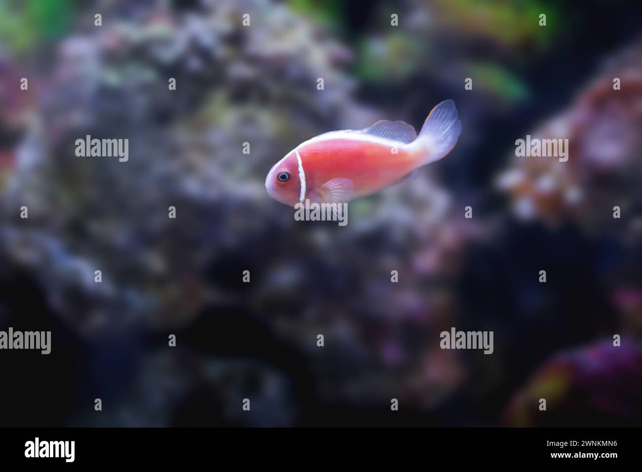 Pink Skunk Clownfish (Amphiprion perideraion) - pesce marino Foto Stock