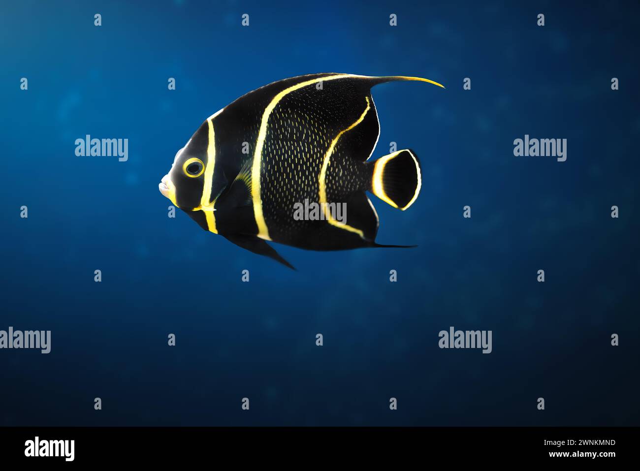Pesce Angelfish francese giovanile (Pomacanthus paru) - pesce marino Foto Stock