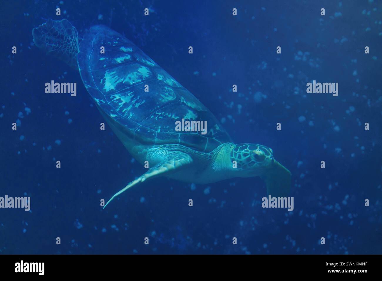 Tartaruga marina verde (Chelonia mydas) sott'acqua Foto Stock