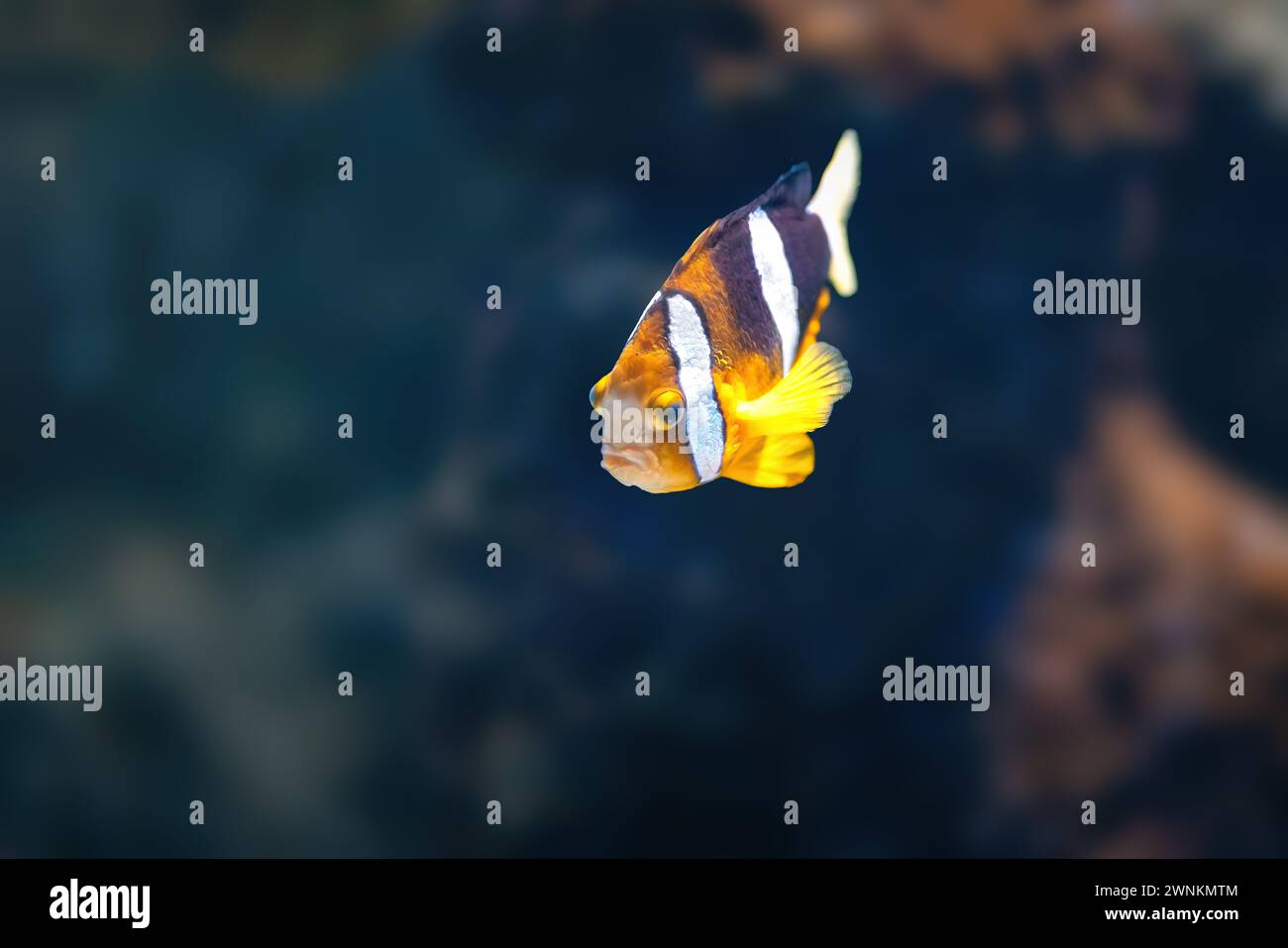 Clark's Anemonefish (Amphiprion clarkii) o Yellowtail Clownfish - Marine Fish Foto Stock