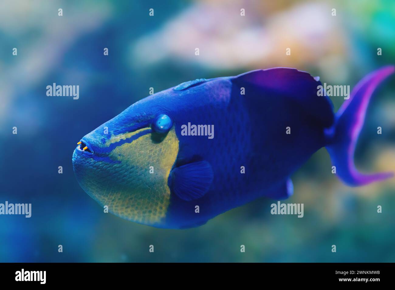 Pesce Triggerfish (Odonus niger) - pesce marino Foto Stock