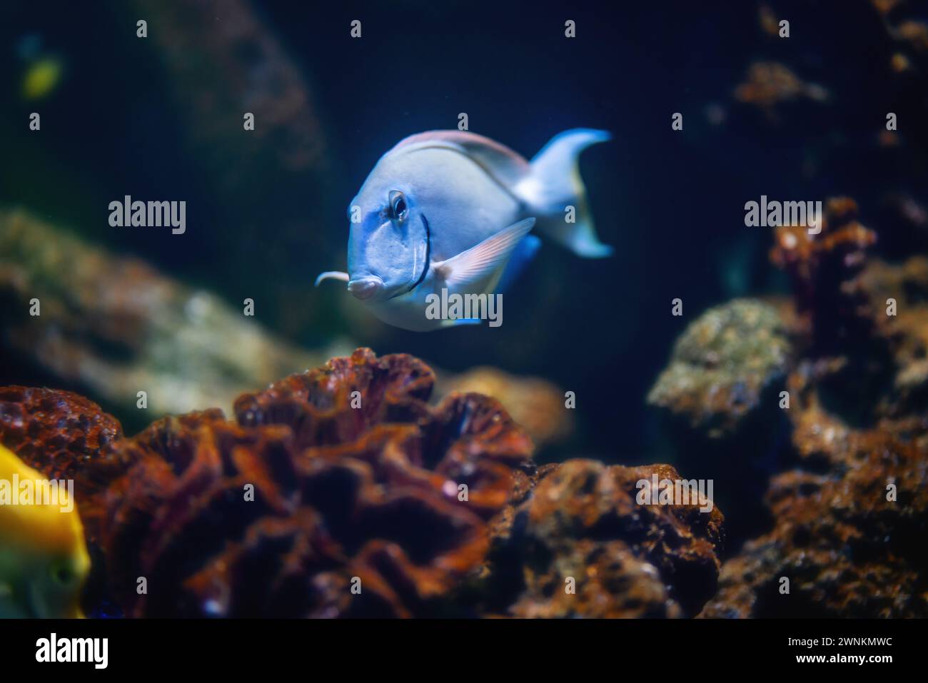 Chirurgo oceanico (Acanthurus bahianus) - pesci marini Foto Stock