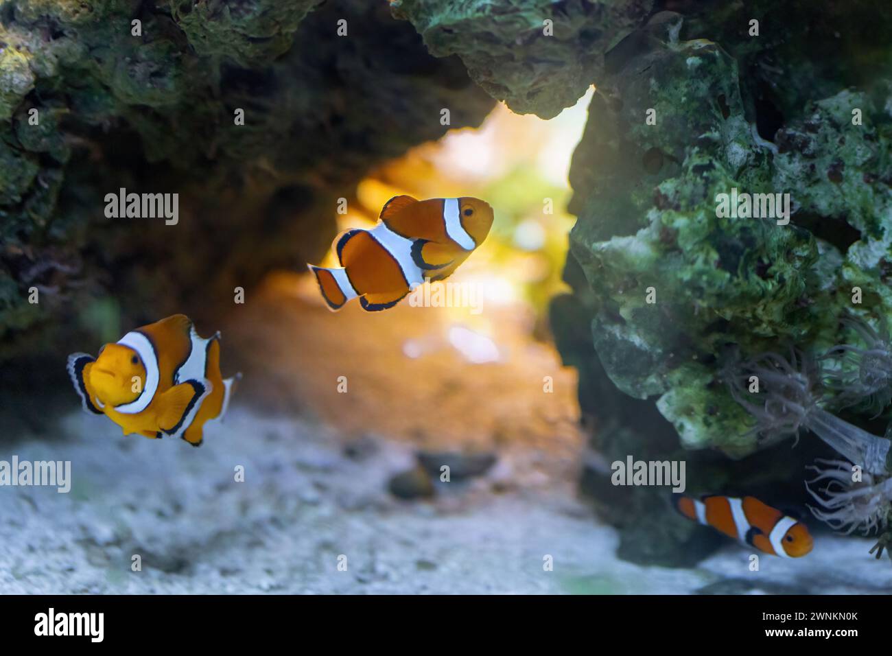Ocellaris Clownfish (Amphiprion ocellaris) - pesce marino Foto Stock