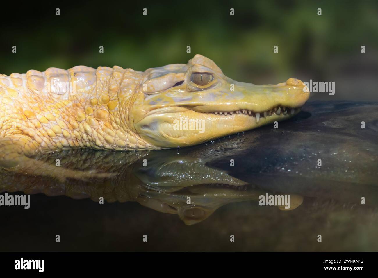 Albino Yacare Caiman (Caiman yacare) - caimano bianco Foto Stock