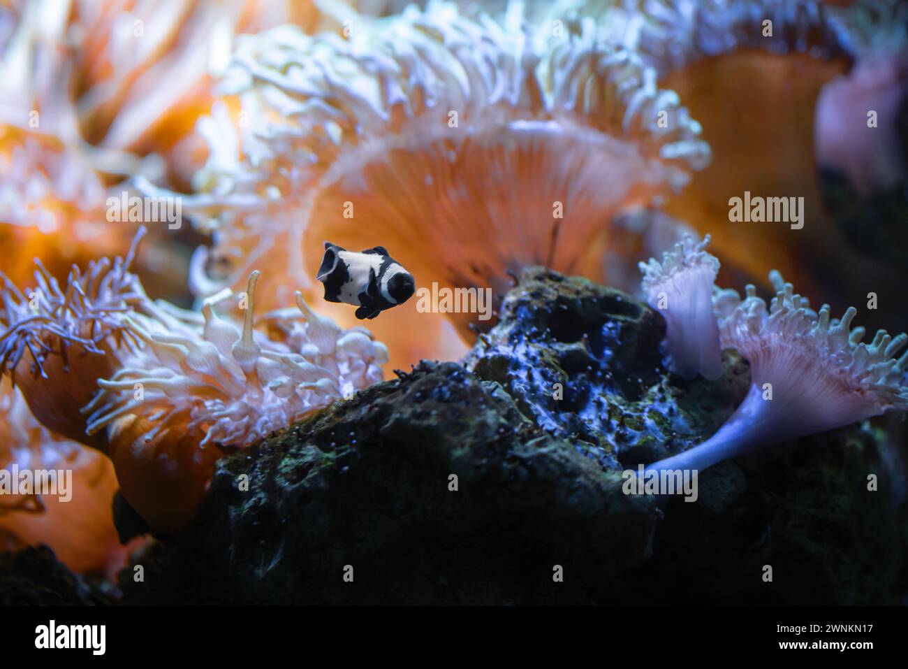 Black Ocellaris Clownfish (Amphiprion ocellaris) - pesce marino Foto Stock