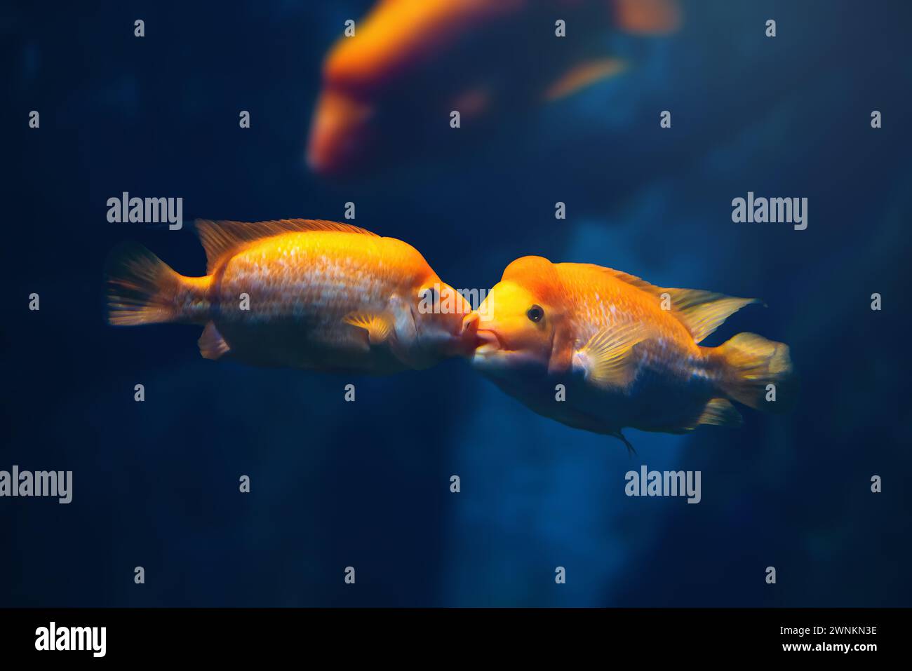 Coppia di baci Midas Cichlidi (Amphilophus citrinellus) - pesce d'acqua dolce Foto Stock