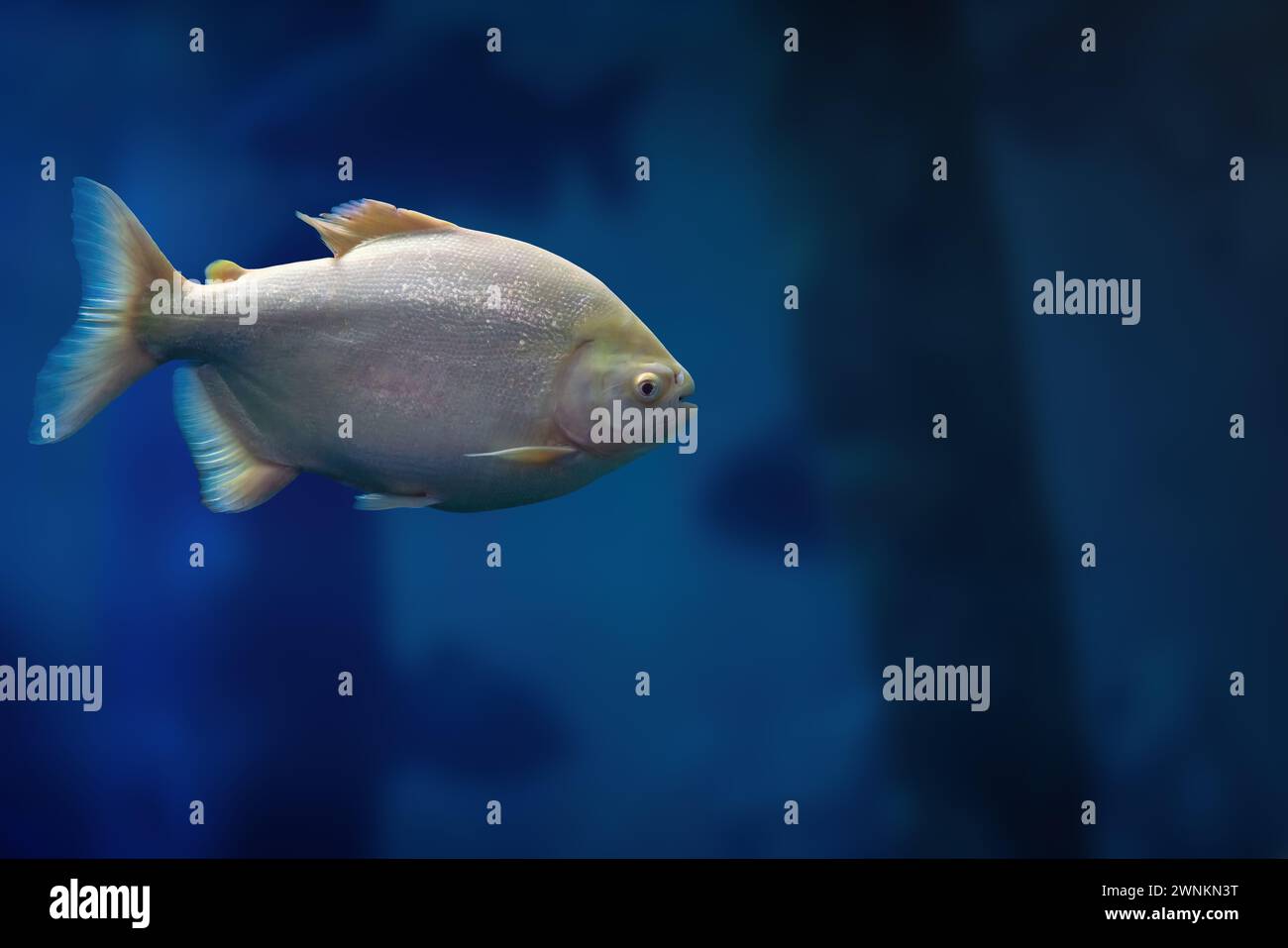 Albino piccolo (Piaractus mesopotamicus) - pesce d'acqua dolce Foto Stock