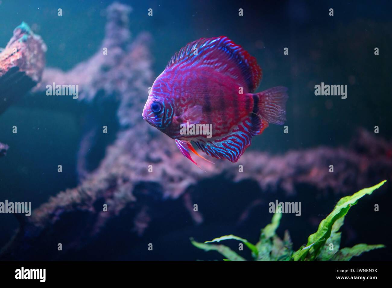 Disco blu (Symphysodon aequifasciatus) - pesce d'acqua dolce Foto Stock