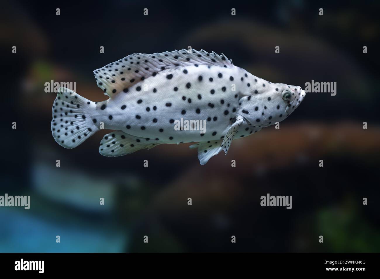 Panther Grouper fish (Cromileptes altivelis) o Humpback Grouper Foto Stock