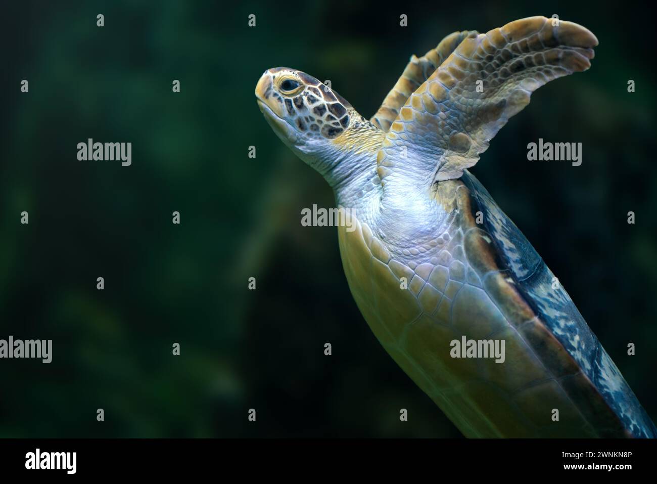 Tartaruga marina verde (Chelonia mydas) sott'acqua Foto Stock