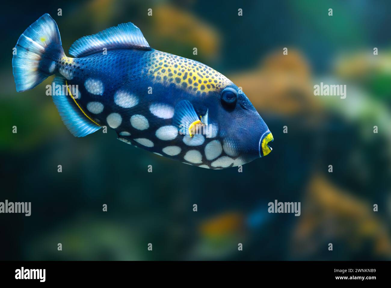 Pagliaccio pesci triggerfish (Balistoides conspicillum) - pesce marino Foto Stock