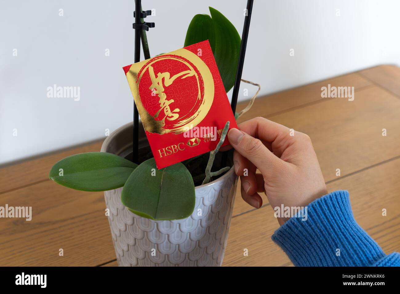 Donna che mette una busta rossa con soldi all'interno su una pianta di orchidee a casa - parte delle celebrazioni del capodanno cinese. I caratteri cinesi dicono buoni auguri Foto Stock