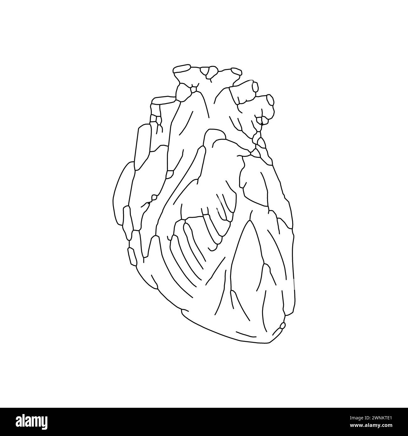 Disegno a mano del cuore anatomico isolato Illustrazione Vettoriale