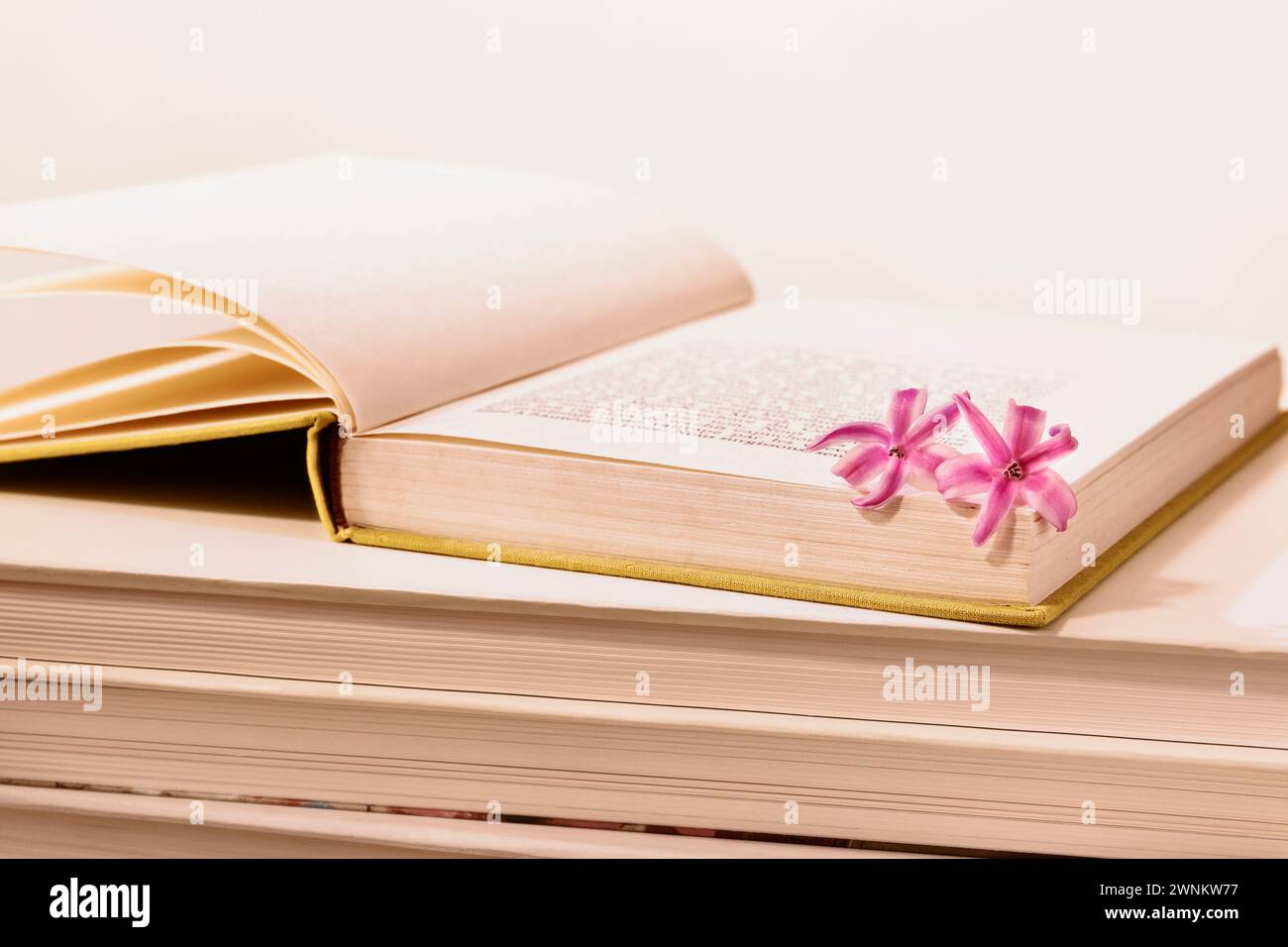 Piccoli fiori rosa di Giacinto comune su libro aperto , occupazione creativa e romantica Foto Stock