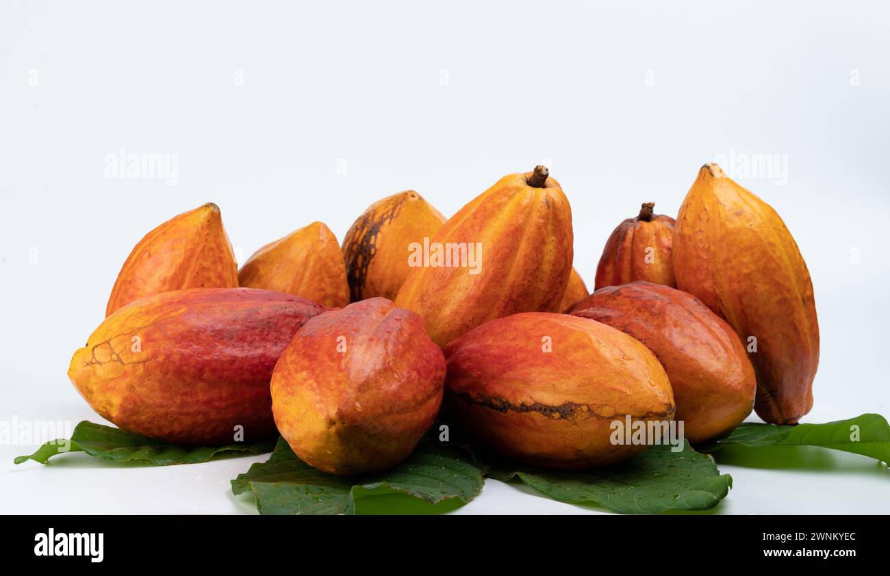 Baccelli di cacao marrone con frutta su sfondo bianco isolato Foto Stock