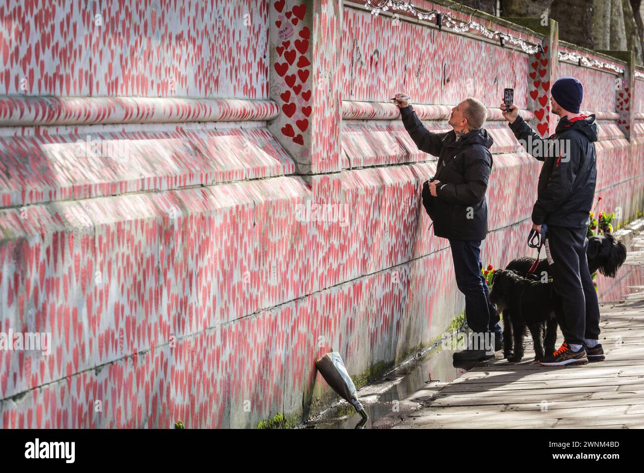 Londra, Regno Unito. 3 marzo 2024. Volontari, visitatori e turisti al National Covid Memorial Wall, chiamato anche Wall of Grief and Love, sull'Albert Embankment di Westminster, in occasione del Covid National Day of Reflection. Il giorno della commemorazione ricorda quasi 250.000 persone che sono morte per Covid19 nel Regno Unito. Ogni cuore sul muro rappresenta qualcuno nel Regno Unito che è morto a causa del virus. Crediti: Imageplotter/Alamy Live News Foto Stock