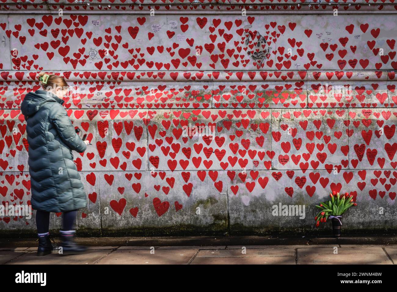 Londra, Regno Unito. 3 marzo 2024. Volontari, visitatori e turisti al National Covid Memorial Wall, chiamato anche Wall of Grief and Love, sull'Albert Embankment di Westminster, in occasione del Covid National Day of Reflection. Il giorno della commemorazione ricorda quasi 250.000 persone che sono morte per Covid19 nel Regno Unito. Ogni cuore sul muro rappresenta qualcuno nel Regno Unito che è morto a causa del virus. Crediti: Imageplotter/Alamy Live News Foto Stock