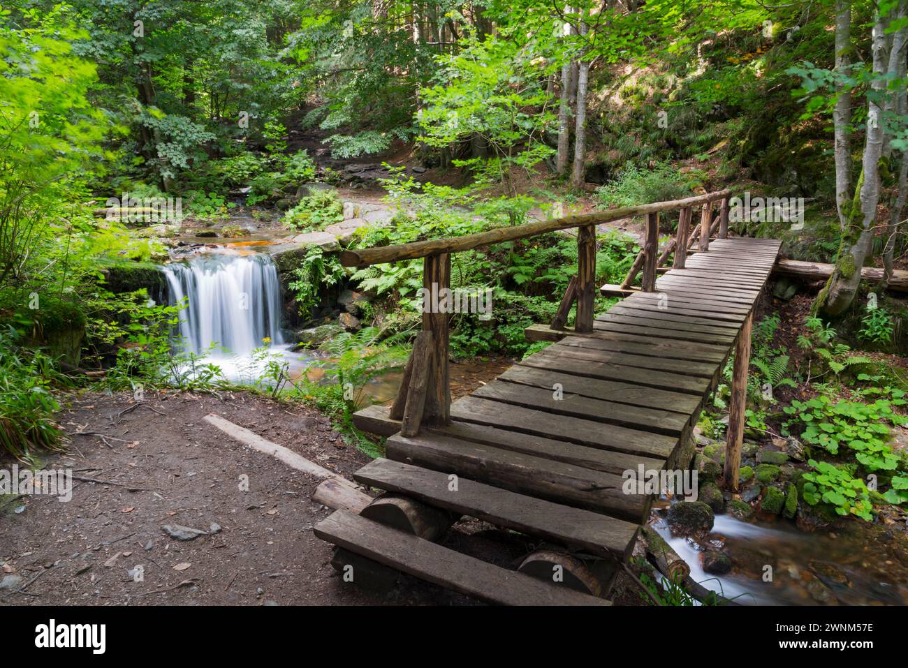 Ponte in legno su una cascata nella foresta, un sentiero ti invita a esplorare, White Oppa, Bila Opava, Bila Opava, vicino a Karlova Studanka, Studanka Foto Stock