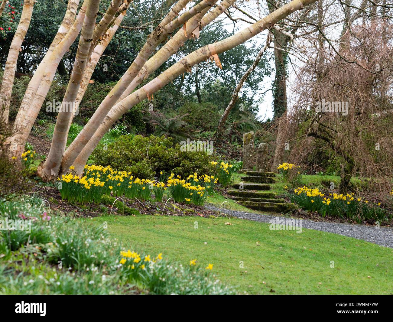 Eraly combinazione primaverile di Narciso 'oro di febbraio' sottopiantando i tronchi argentati di Betula ermanii 'Grayswood Hill' Foto Stock