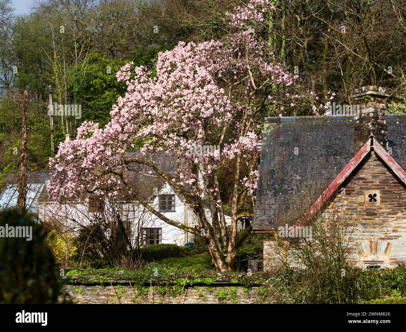 Fiore rosa dell'albero deciduo fiorito all'inizio della primavera, Magnolia cambellii, fiorito dietro gli edifici della Garden House, Devon, Regno Unito Foto Stock