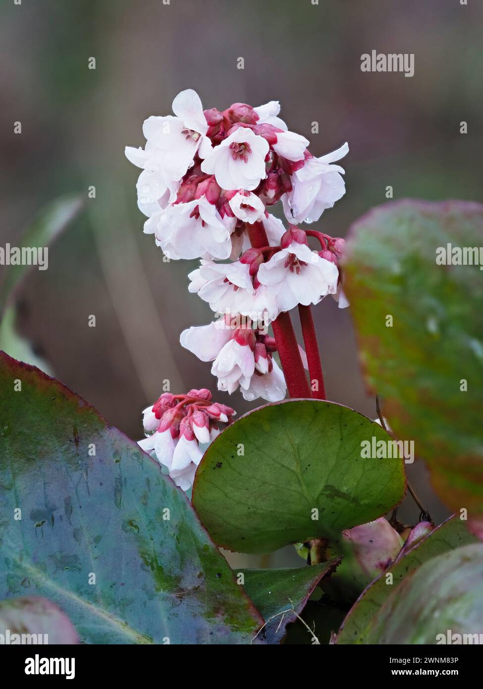 I fiori bianchi dell'antica primavera della robusta perenne lievitata, Bergenia "Pink Ice", si aprono da boccioli rosso-rosa Foto Stock