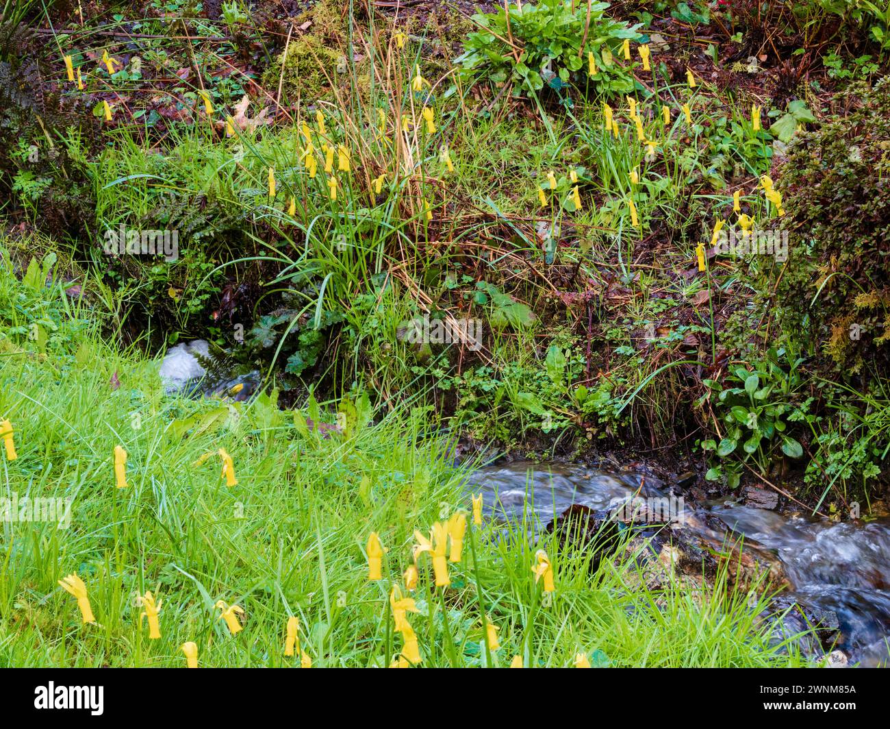 All'inizio della primavera fiorente Narcissus Cyclamineus giallo naturalizzato su una riva del fiume presso la Garden House, Devon, Regno Unito Foto Stock
