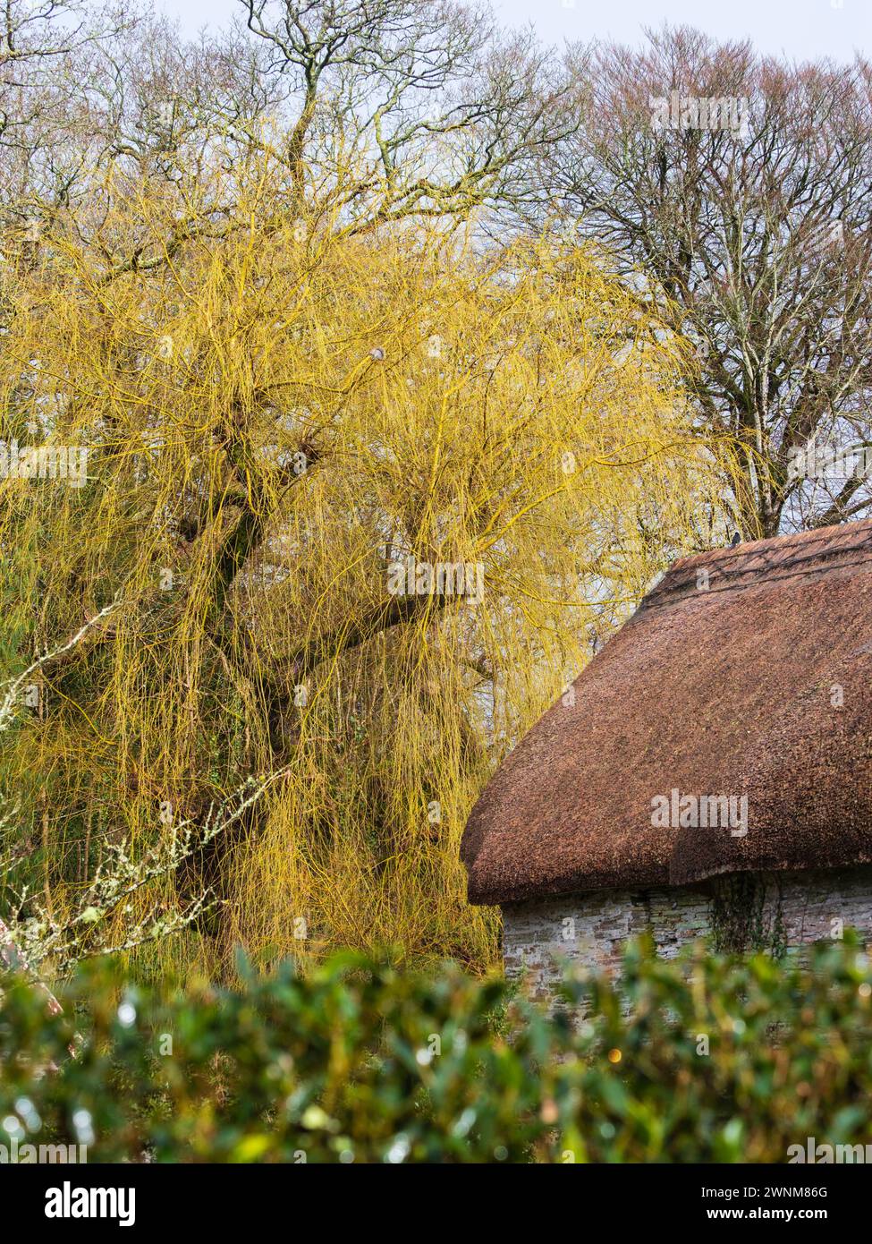 Rami decorativi d'inverno dorati di Salix babylonica, salice piangente, dietro il vecchio fienile di paglia della Garden House, Devon Foto Stock