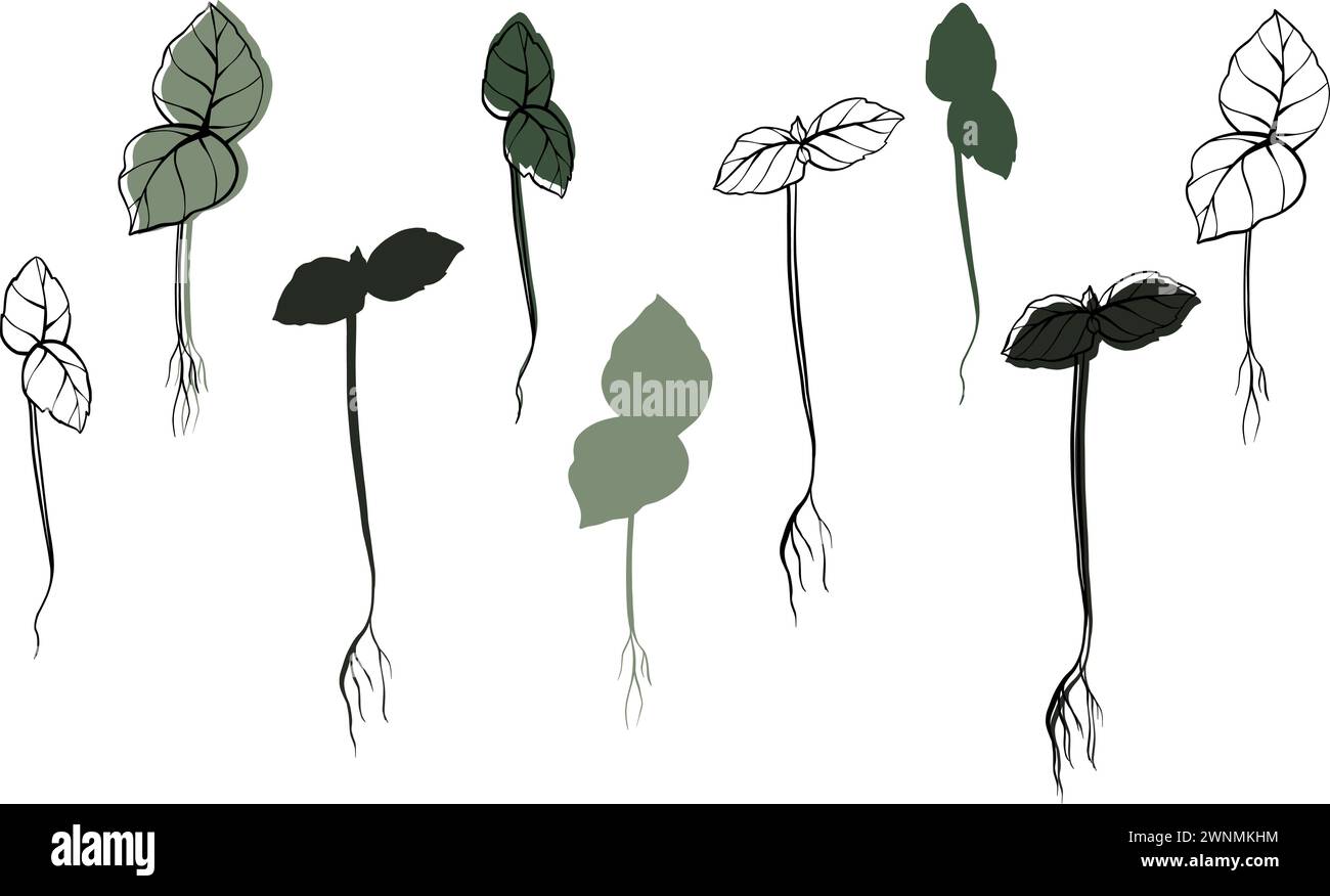 illustrazione vettoriale basil microgreens disegnata a mano. Contorno e pianta verde. Germogli di piante di girasole. Set per menu design, logo, confezione di Illustrazione Vettoriale