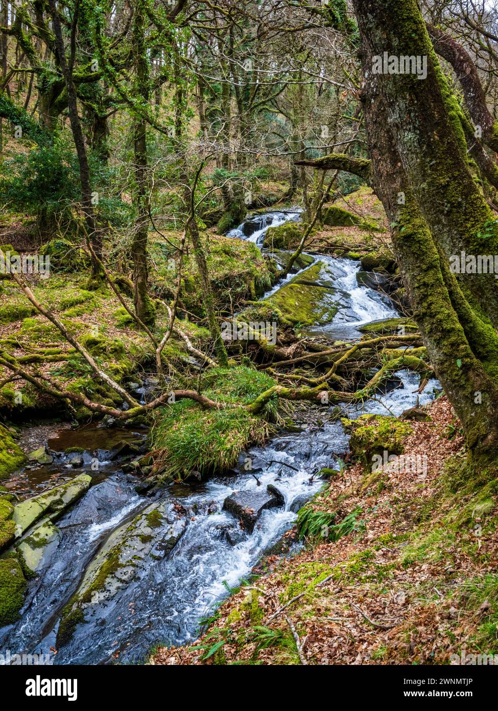 Moor Brook scorre tra East Hill e Lower Halstock verso la sua confluenza con l'East Okement River. Dartmoor National Park, Devon, Regno Unito. Foto Stock