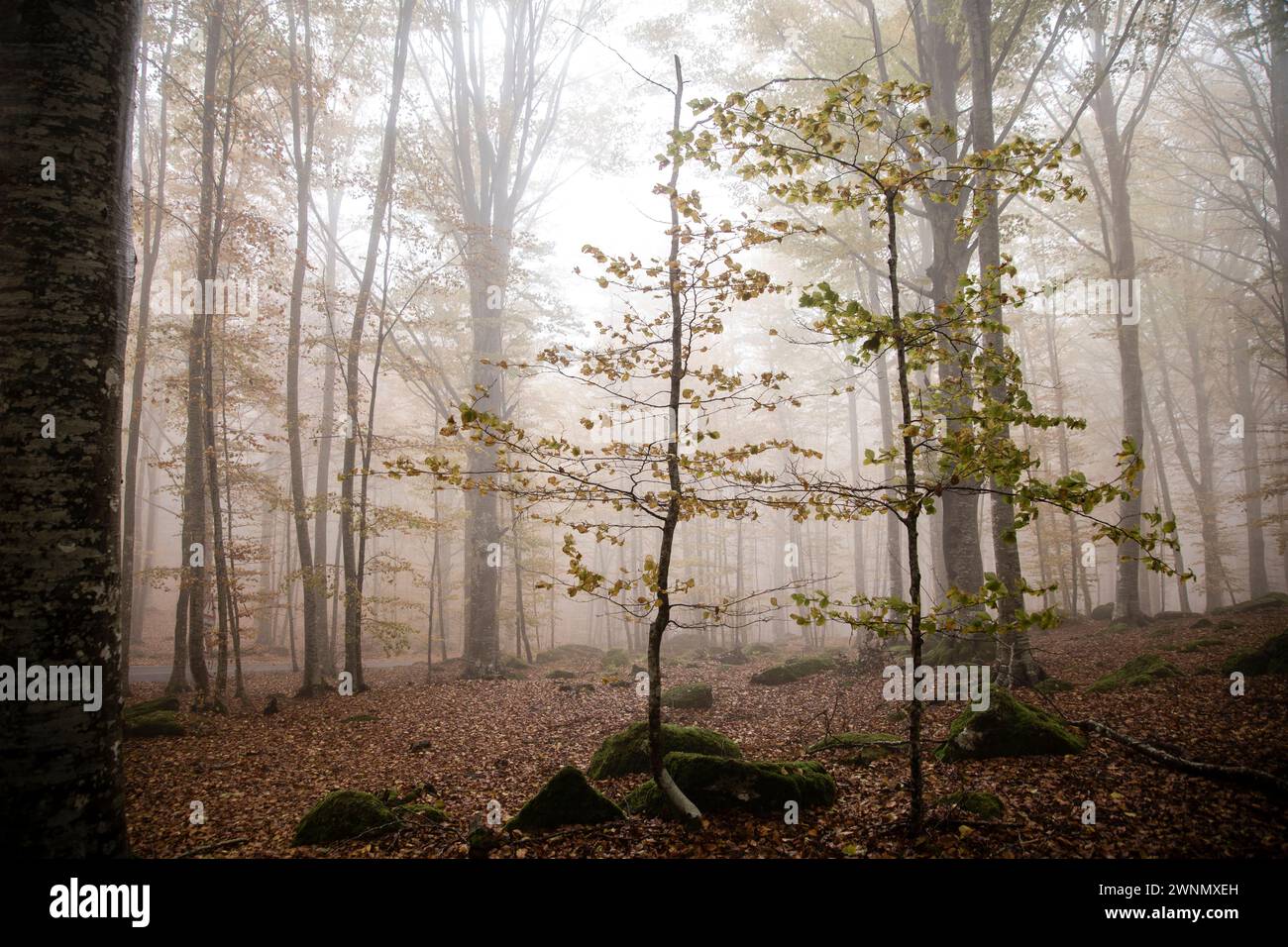 Due giovani faggi sottili, nel bosco e nella fitta nebbia, Monte Amiata, Siena, Toscana, Italia Foto Stock