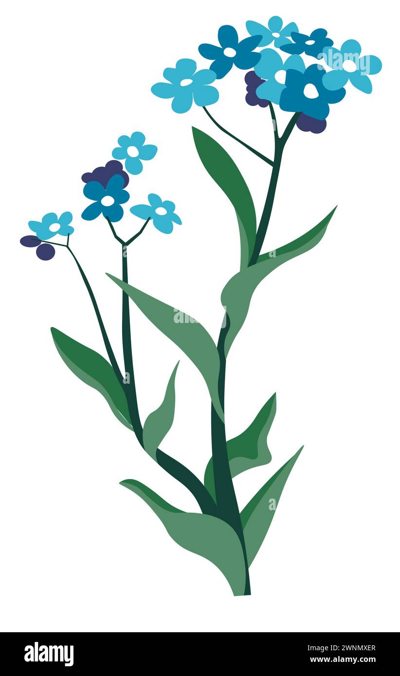 Erba dagli occhi blu, fiori selvatici vegetazione botanica Illustrazione Vettoriale