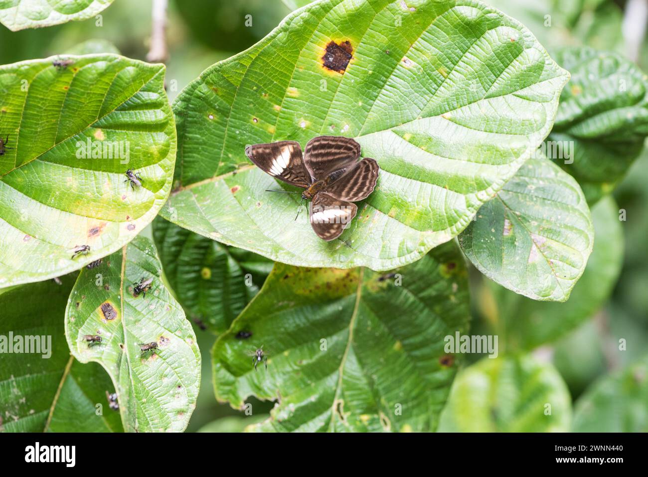 Sorella arroccata (Adelpha ethelda eponina) a Montezuma Eco-Lodge, Colombia Foto Stock