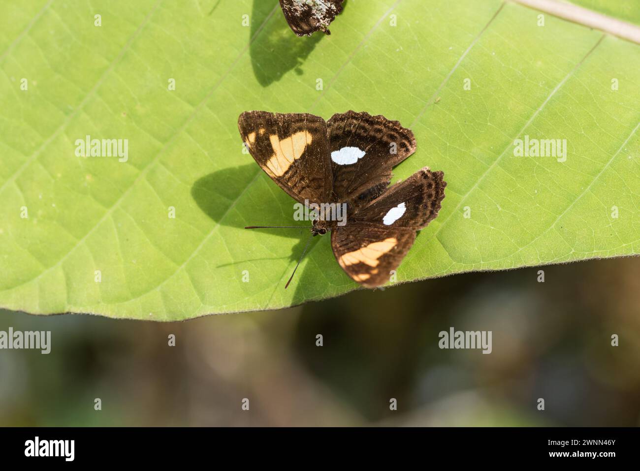 Una farfalla sorella arroccata (Adelpha justina) a Montezuma Eco-Loedge in Colombia Foto Stock
