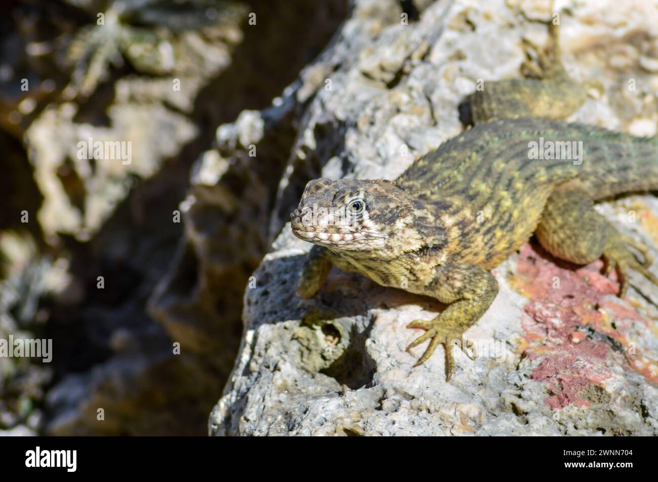 Lucertola dalla coda riccia, che mostra il suo viso, la bocca, i nasali e il brillante occhio sinistro, mancando il piede destro, crogiolandosi al sole sulla cima di una roccia lavica. Foto Stock