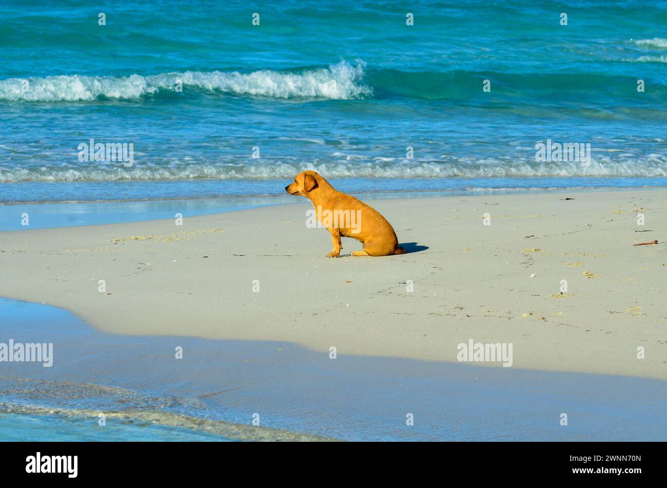 Wet Golden Mixed Lab aspetta pazientemente sul bordo dell'acqua della spiaggia sabbiosa, piccole onde bianche sullo sfondo, caldo giorno di sole. Foto Stock