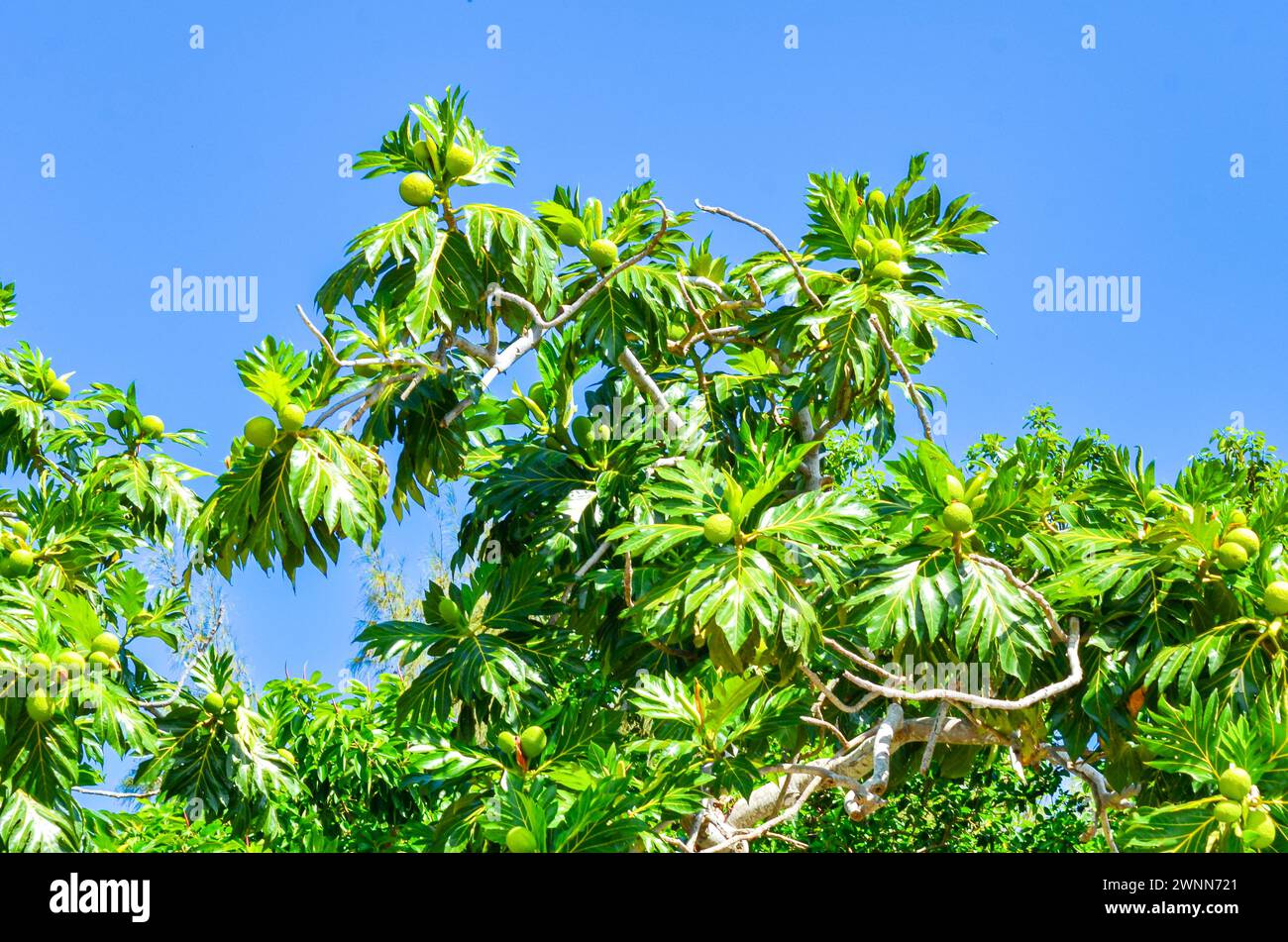 Albero di breadfruit con piccoli frutti verdi, grandi foglie verdi ovali lucide e un cielo blu. Foto Stock