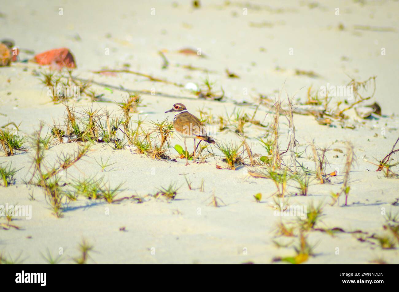 Killdeer che cammina sulla spiaggia di sabbia rocciosa tra l'erba verde e la crescita di nuove piante Foto Stock