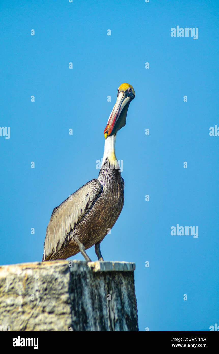 Allevamento di pellicano marrone, testa gialla brillante, becco lungo, gancio giallo. In piedi sulla parte superiore del frangiflutti. Sfondo blu sfocato. Foto Stock