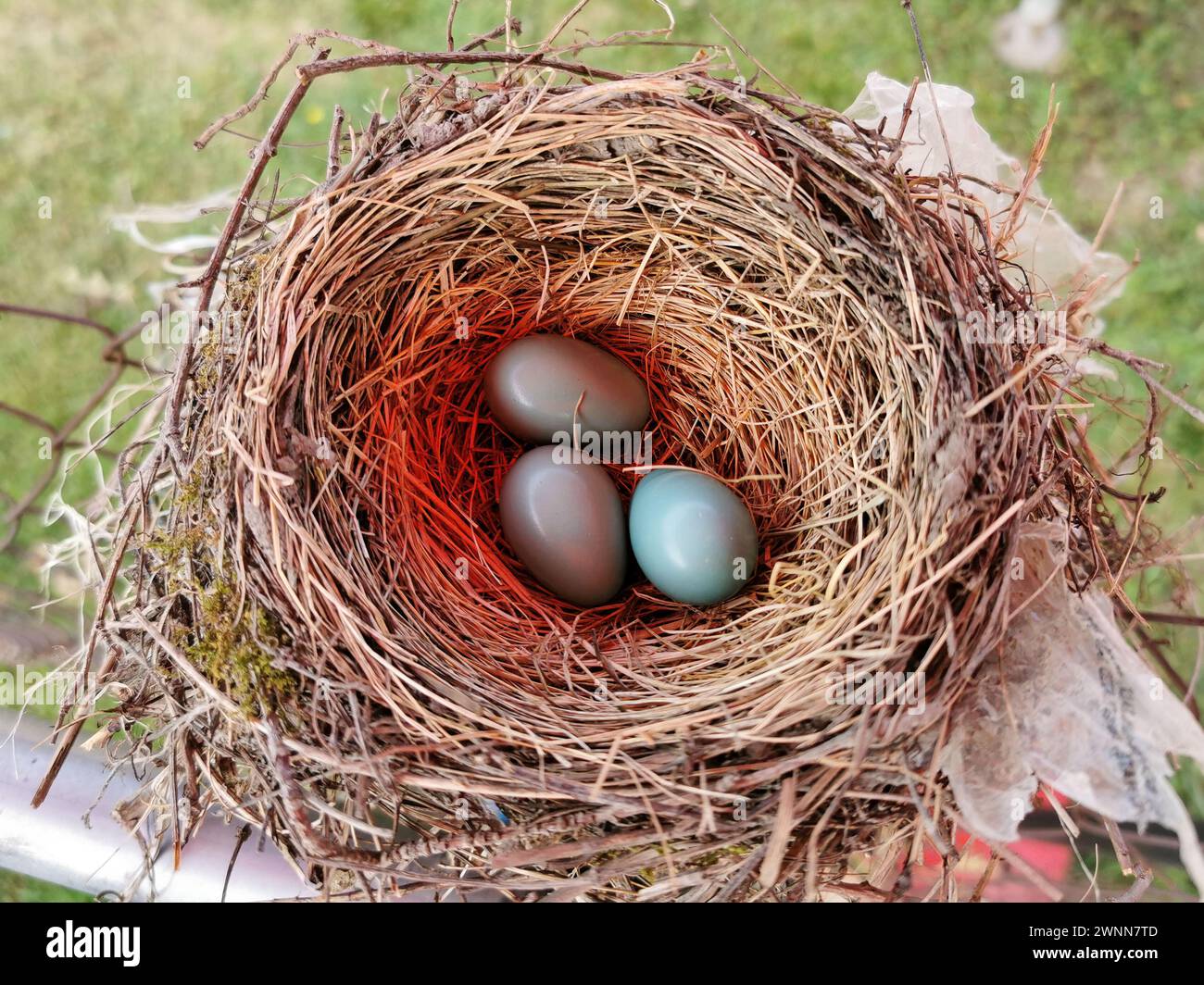 Le American Robins nidificano con pulcini di 10 giorni e 1 uovo blu. Vista dall'alto, guardando in basso. Foto Stock