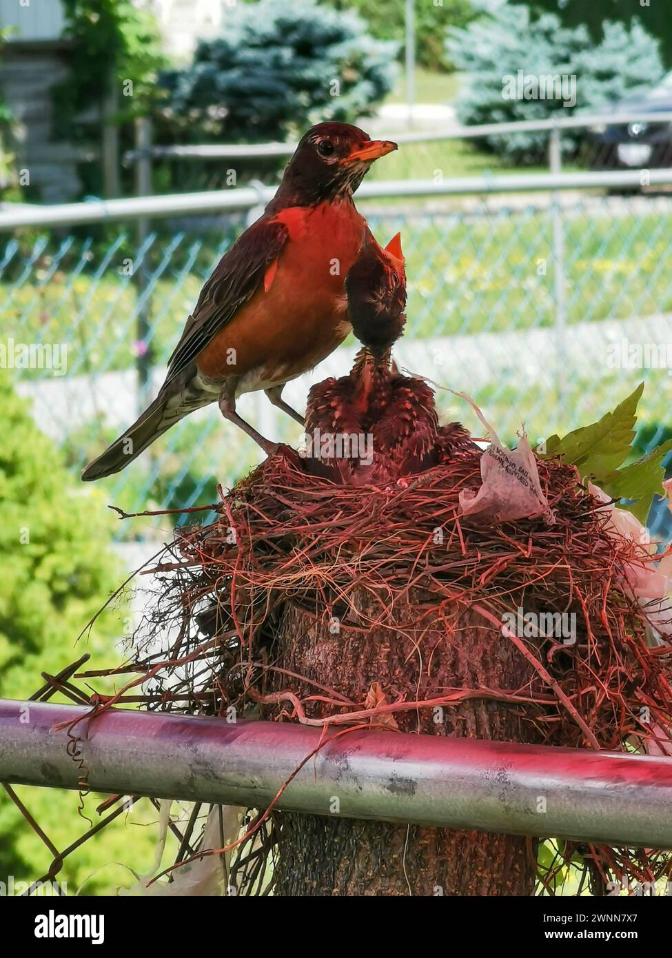 L'uccello americano Robin Mother dà da mangiare ai suoi 2 bambini di 9 giorni nel nido. Nido in cima a un ceppo d'albero lungo una recinzione a catena. Foto Stock