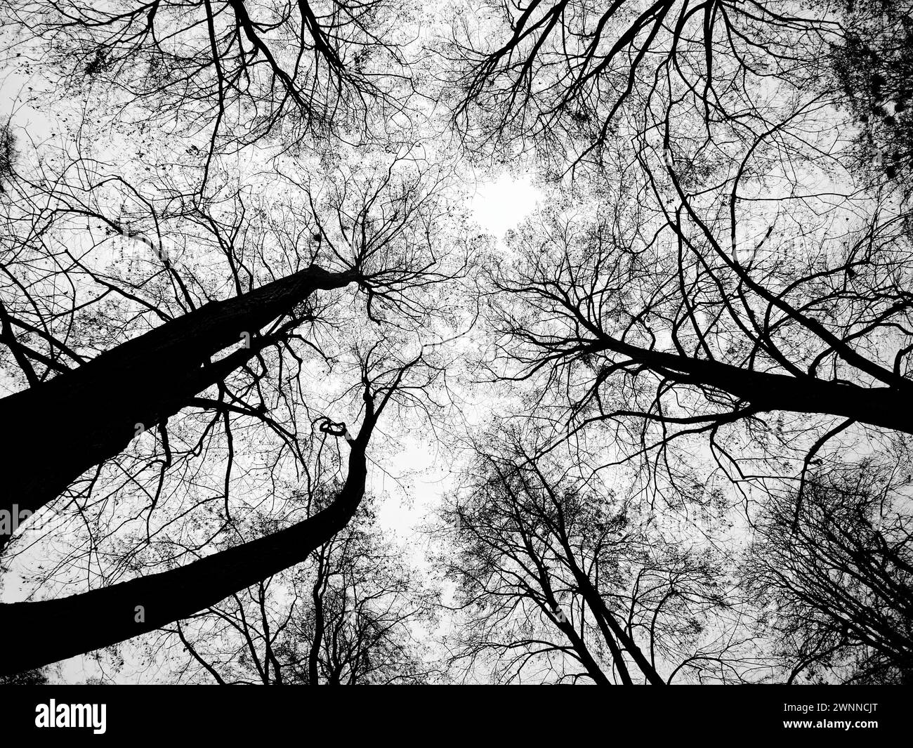 Vista dall'alto di alberi senza foglie con rami che formano motivi naturali. Foto Stock
