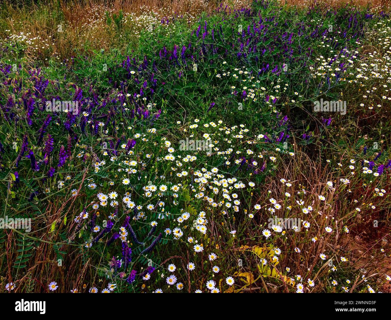 L'immagine cattura un campo brulicante di fiori selvatici viola e bianchi in mezzo a un fogliame verde. Foto Stock