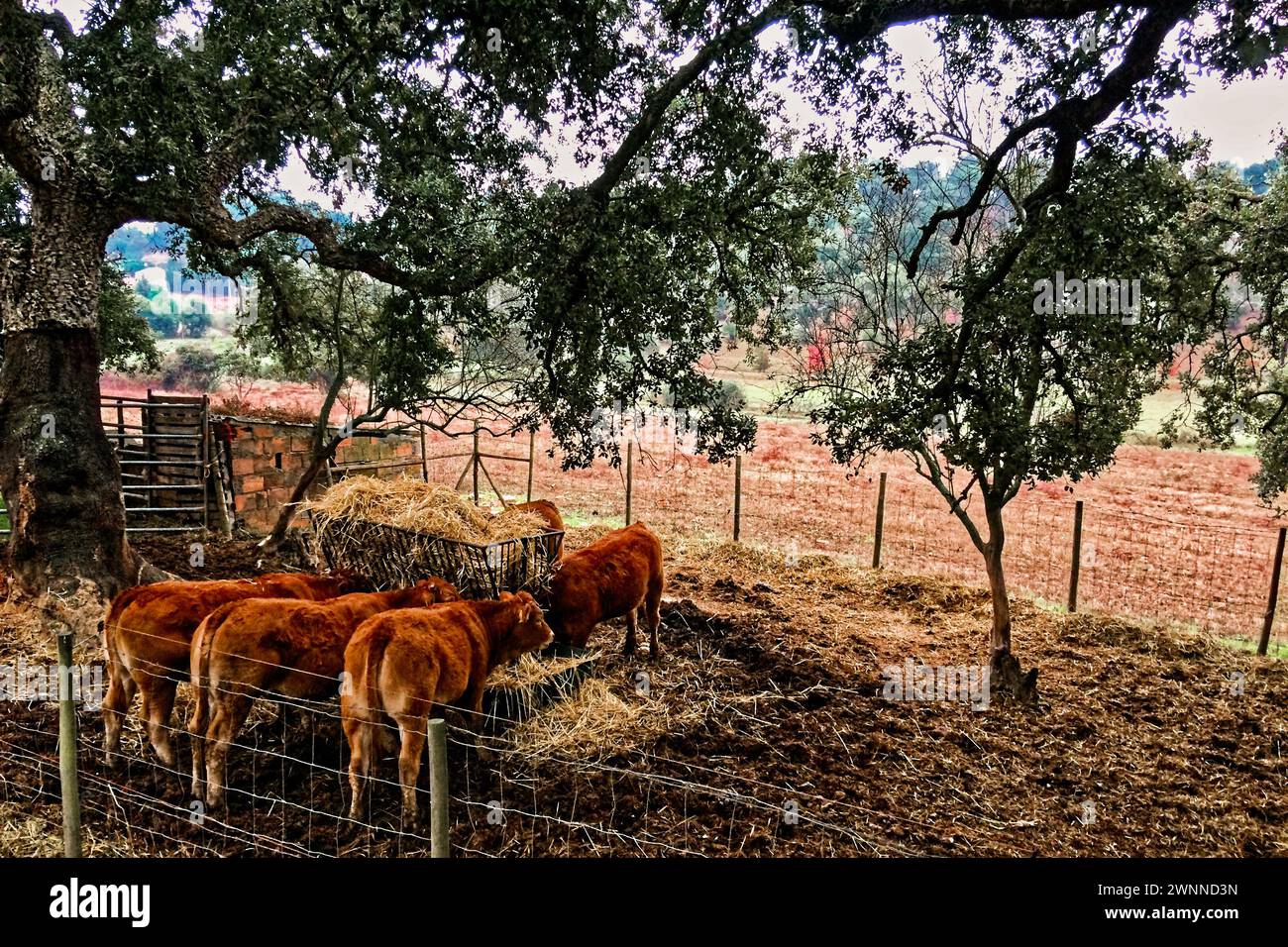 Vitelli bruni che si nutrono di fieno in un'area recintata, circondati da alberi verdi con un campo aperto sullo sfondo. Foto Stock