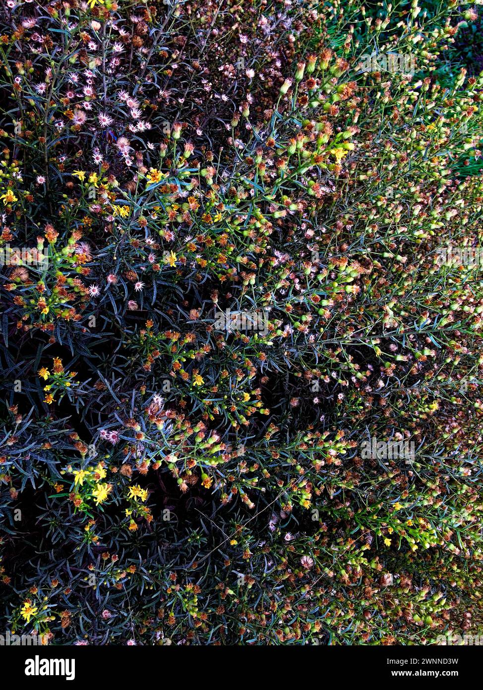 Una vista dall'alto di un mix di piante, che mostra un contrasto di foglie verde scuro e fiori luminosi. Foto Stock
