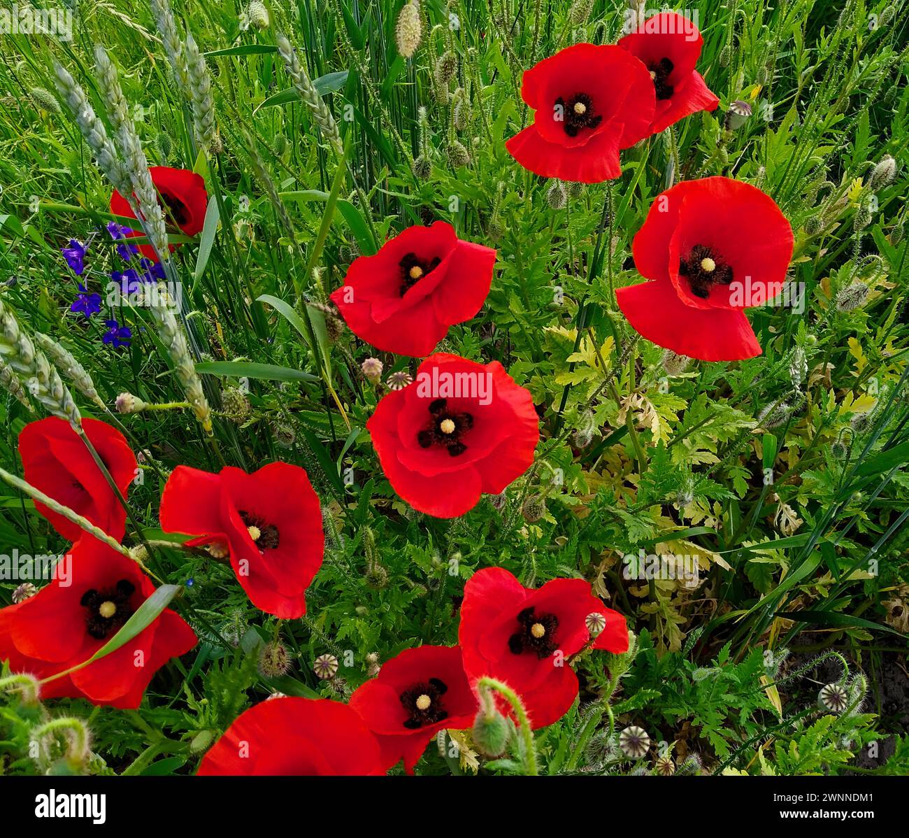 I papaveri rossi brillanti con centri neri fioriscono tra erba verde e piante, mostrando i colori vivaci della natura. Foto Stock