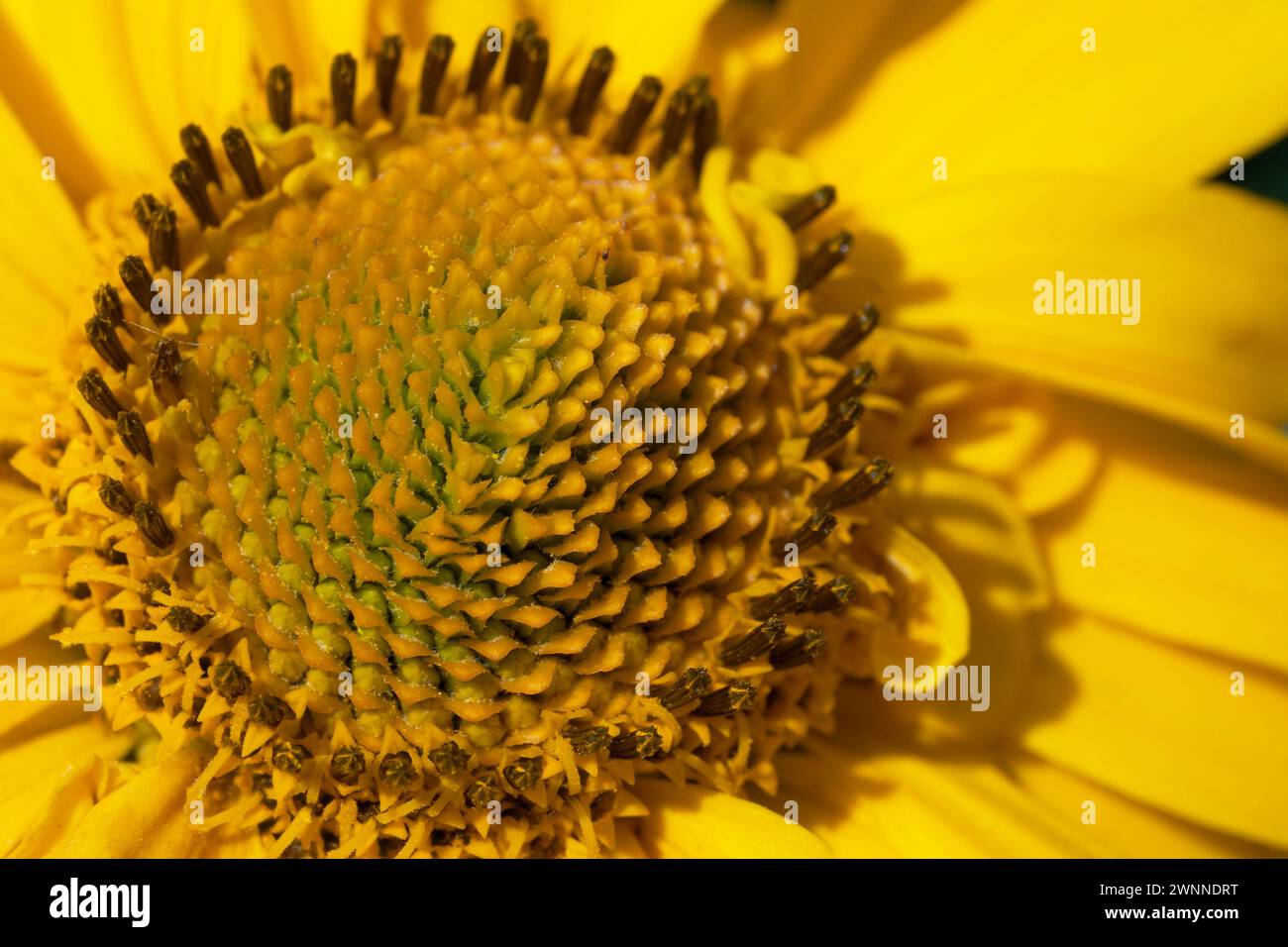 Un primo piano del centro di un fiore giallo, che mostra la consistenza e i motivi dettagliati con semi visibili. Foto Stock