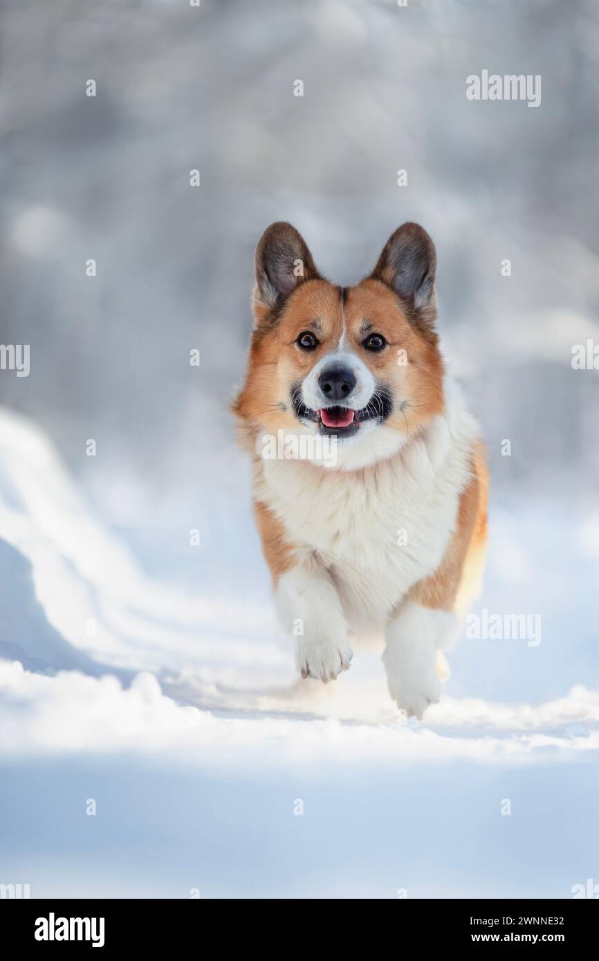 un simpatico cane corgi corre attraverso la neve bianca nel parco invernale Foto Stock