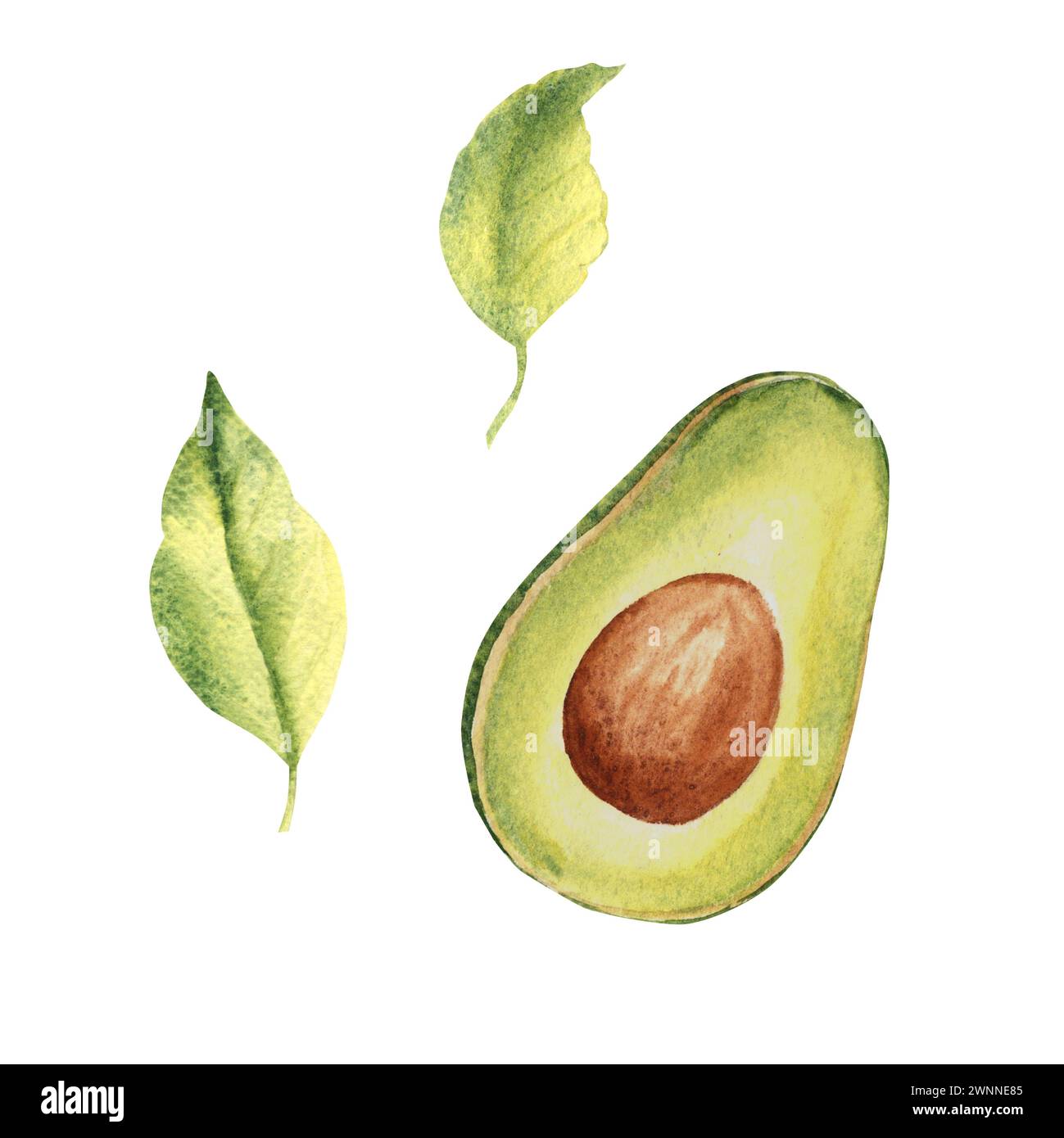 Avocado, mezza estrazione di frutta con foglie. Illustrazione ad acquerello botanico disegnata a mano su sfondo bianco. Foto Stock